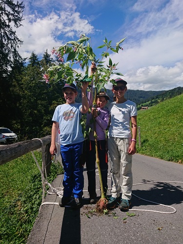 Sprinkraut grösser als Kids.jpg_klein